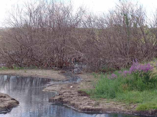 Вода из сероводородного источника заливает пойму 
